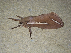 Abantiades latipennis