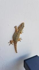 Tarentola mauritanica