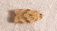 Clepsis neglectana