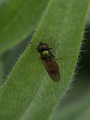 Chloromyia
