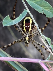 Argiope magnifica