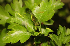 Phyllocoptes goniothorax