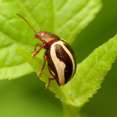 Calligrapha bidenticola