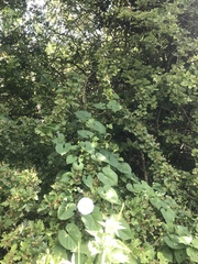 Calystegia silvatica