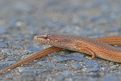 Southern Weasel Skink photo 4
