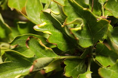 Phyllocoptes goniothorax