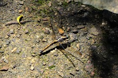 Orthetrum glaucum