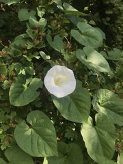 Calystegia silvatica