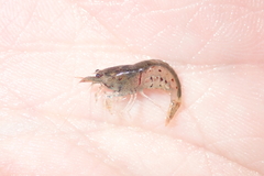 Caridina cantonensis