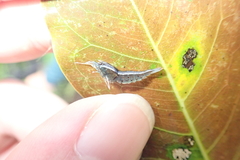 Caridina serrata