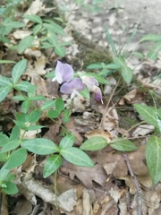 Lathyrus laxiflorus