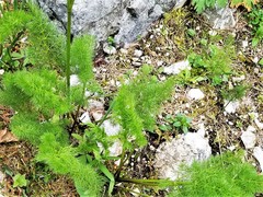 Meum athamanticum