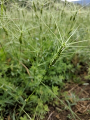 Aegilops triuncialis