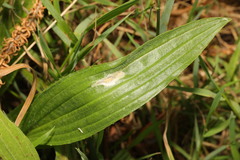 Aspilapteryx tringipennella