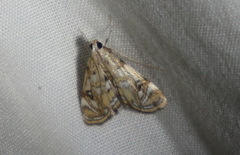 Parapoynx polydectalis