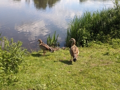 Alopochen aegyptiaca