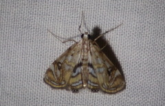 Parapoynx polydectalis