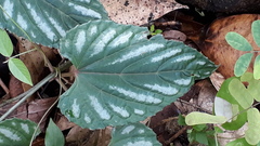 Cissus discolor