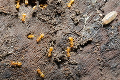 Lasius flavus