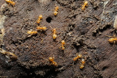 Lasius flavus