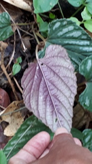 Cissus discolor