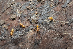 Lasius flavus