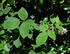 Rubus dasyphyllus