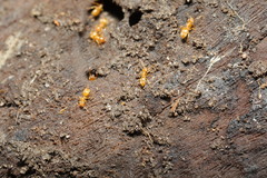 Lasius flavus