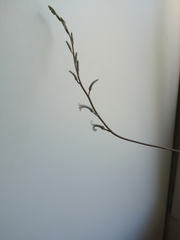 Magnoliopsida
