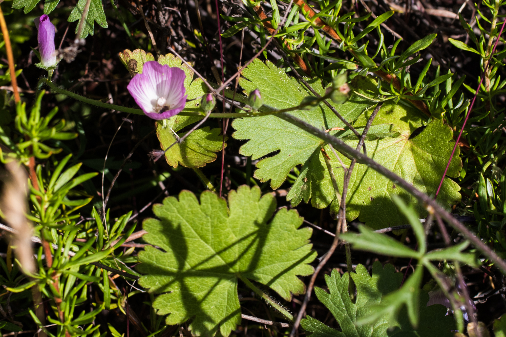 Sidalcea sparsifolia
