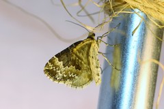 Electrophaes corylata