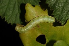 Orthosia incerta