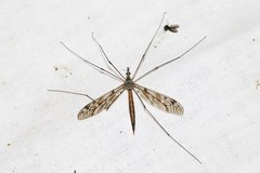 Tipula scripta
