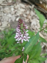 Lysimachia dubia