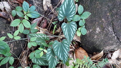Cissus discolor
