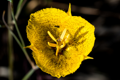 Calochortus weedii