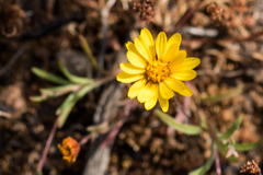 Pentachaeta aurea aurea