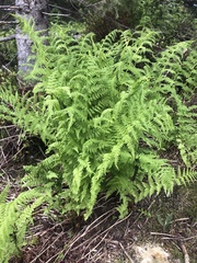 Athyrium distentifolium