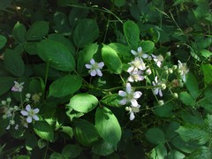 Rubus polyanthemus
