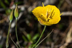 Calochortus weedii
