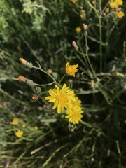 Cichorioideae