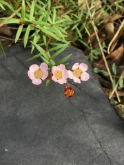 Euryomyrtus ramosissima