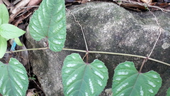 Cissus discolor