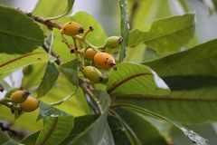 Viburnum erubescens