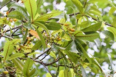 Viburnum erubescens