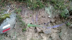 Anarrhinum bellidifolium