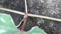 Cissus discolor