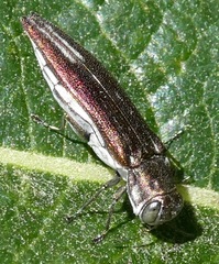 Agrilus quadriguttatus niveiventris