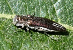 Agrilus quadriguttatus niveiventris