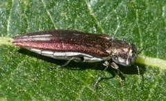 Agrilus quadriguttatus niveiventris